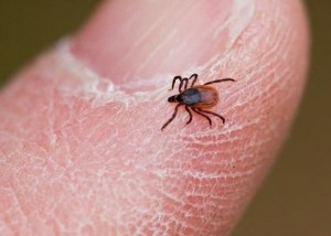 lyme